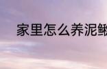 家里怎么养泥鳅 家里如何养泥鳅