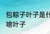 包粽子叶子是什么叶子 包粽子叶子是啥叶子