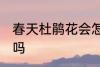 春天杜鹃花会怎么样 春天杜鹃花开花吗