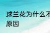 球兰花为什么不开花 球兰花不开花的原因