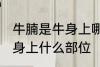 牛腩是牛身上哪个部位的肉 牛腩是牛身上什么部位