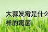 大蒜发霉是什么霉菌 大蒜发霉是什么样的霉菌