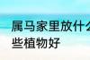 属马家里放什么植物好 属马家里放哪些植物好