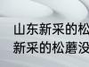 山东新采的松蘑没法晒干怎么办 山东新采的松蘑没法晒干该怎么处理