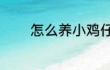 怎么养小鸡仔 如何养小鸡仔