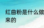 红曲粉是什么做的 红曲粉是什么做出来的