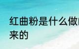 红曲粉是什么做的 红曲粉是什么做出来的