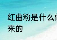 红曲粉是什么做的 红曲粉是什么做出来的