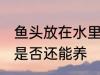 鱼头放在水里还能养吗 鱼头放在水里是否还能养