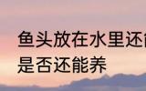 鱼头放在水里还能养吗 鱼头放在水里是否还能养
