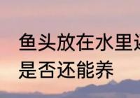 鱼头放在水里还能养吗 鱼头放在水里是否还能养