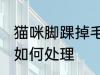 猫咪脚踝掉毛怎么处理 猫咪脚踝掉毛如何处理