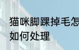 猫咪脚踝掉毛怎么处理 猫咪脚踝掉毛如何处理