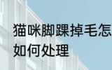 猫咪脚踝掉毛怎么处理 猫咪脚踝掉毛如何处理