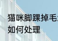 猫咪脚踝掉毛怎么处理 猫咪脚踝掉毛如何处理