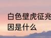 白色壁虎征兆风水 家里出现壁虎的原因是什么