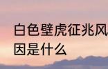 白色壁虎征兆风水 家里出现壁虎的原因是什么