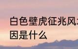 白色壁虎征兆风水 家里出现壁虎的原因是什么