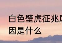 白色壁虎征兆风水 家里出现壁虎的原因是什么