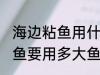 海边粘鱼用什么网最好 海边下粘网捕鱼要用多大鱼网