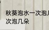 秋葵泡水一次泡几朵 使用秋葵泡水一次泡几朵