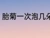 胎菊一次泡几朵最佳 每次泡几朵胎菊