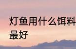 灯鱼用什么饵料最好 灯鱼用哪些饵料最好
