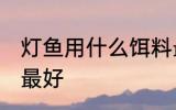 灯鱼用什么饵料最好 灯鱼用哪些饵料最好
