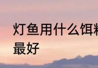灯鱼用什么饵料最好 灯鱼用哪些饵料最好